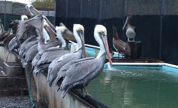 Photo: Pelicans